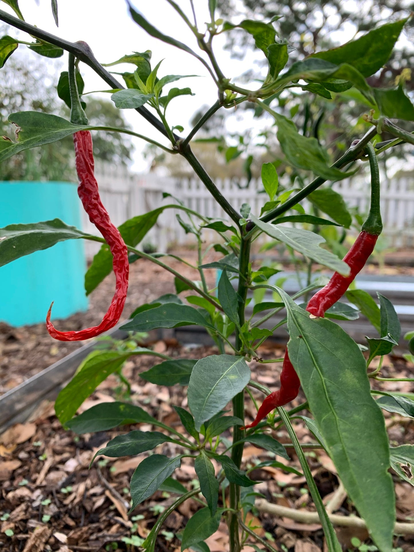 Carolina Cayenne Pepper