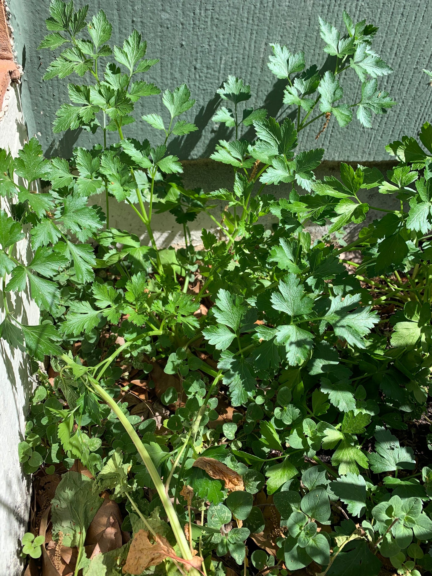 Plain Leaf Parsley