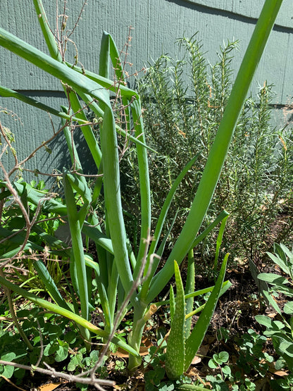 Green Onion