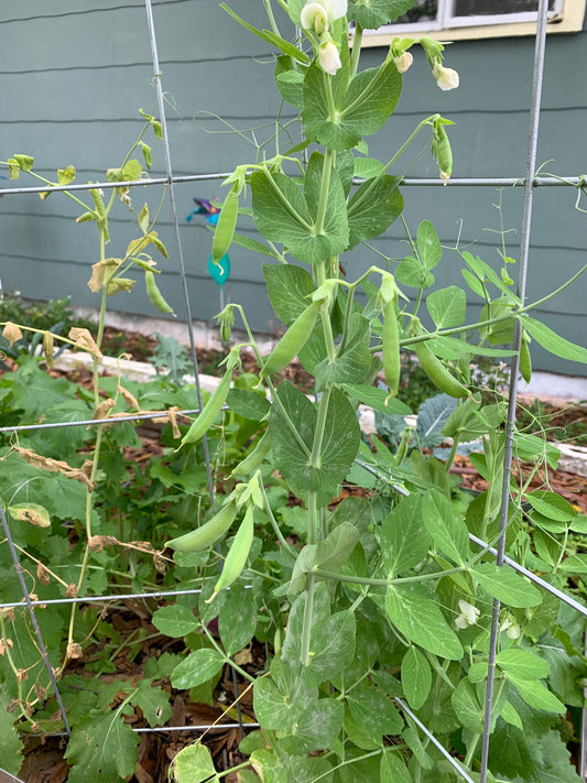 Sugar Ann Snap Pea