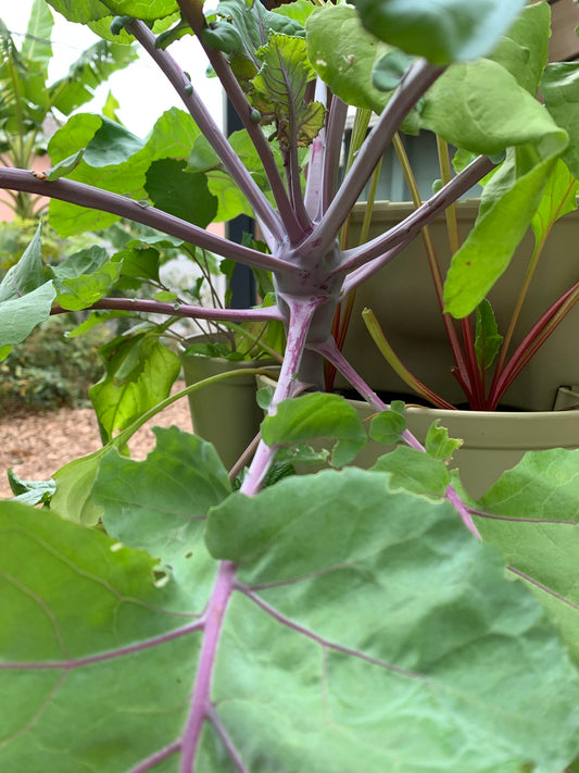 Early Purple Vienna Kohlrabi