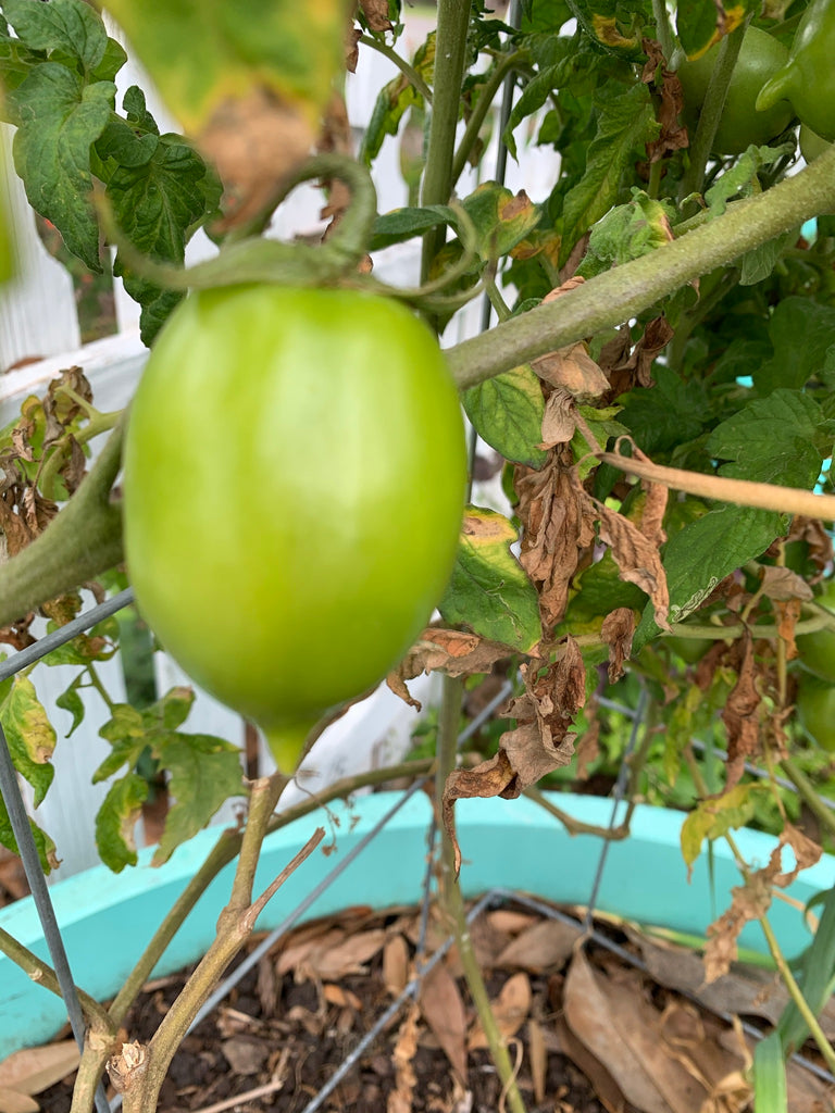 Amish Paste Tomato Large - Live Plant