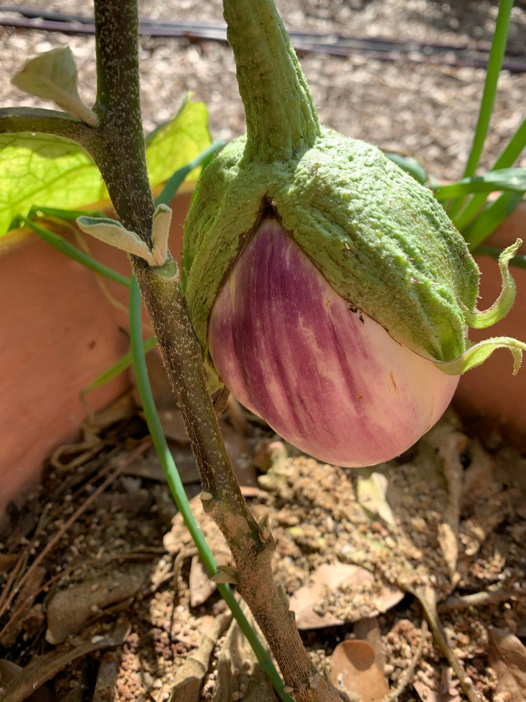 Listada Eggplant