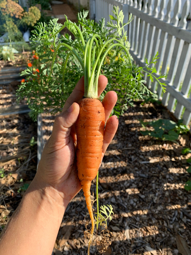 Chantenay Red Core Carrot