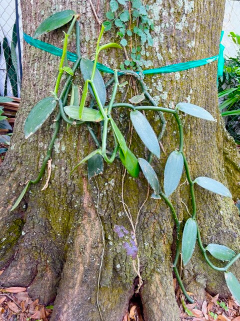 Vanilla Plant - Live Plant