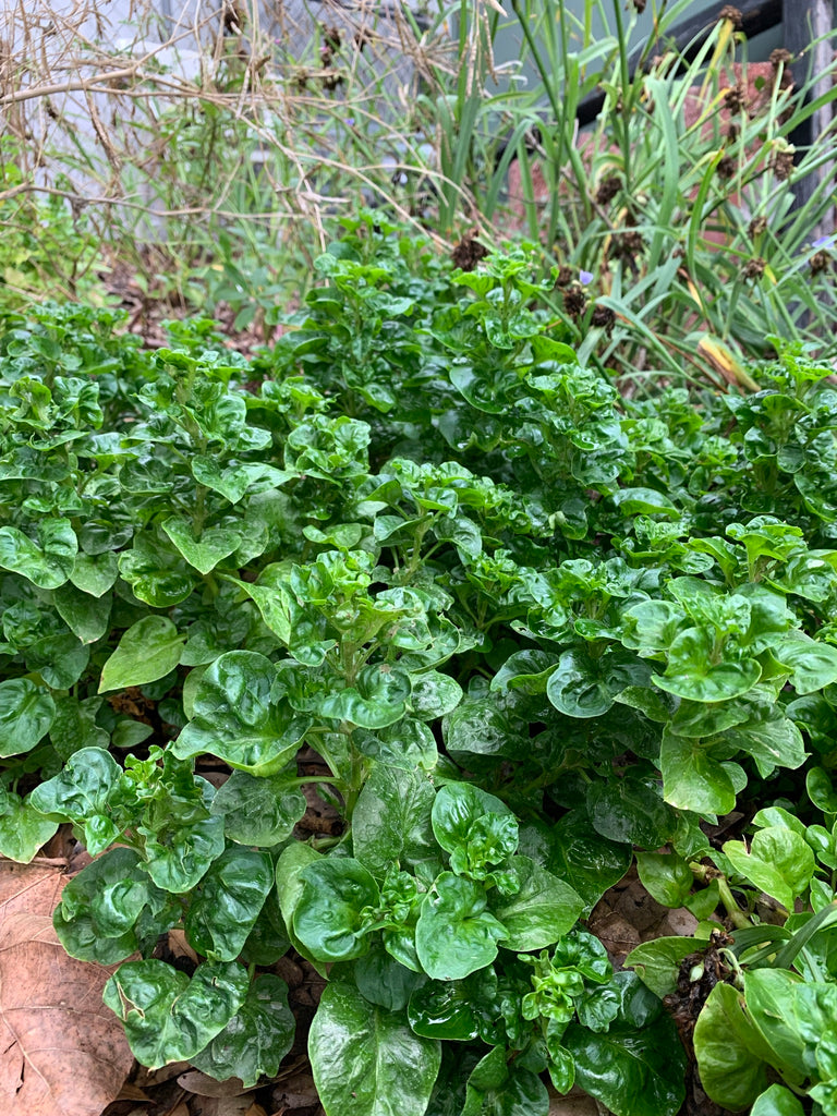 Sisso Spinach - Live Plant