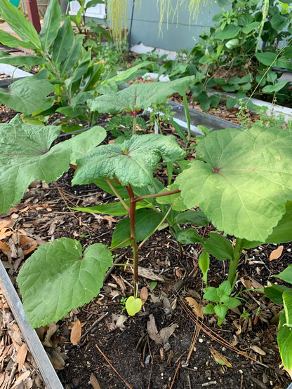 Bowling Red Okra