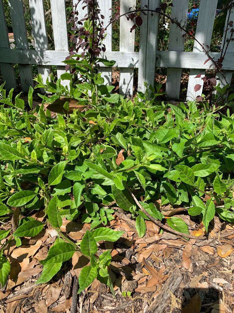 Longevity Spinach 4" pot - Live Plant