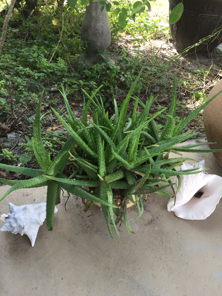 Aloe Vera Small - Live Plant