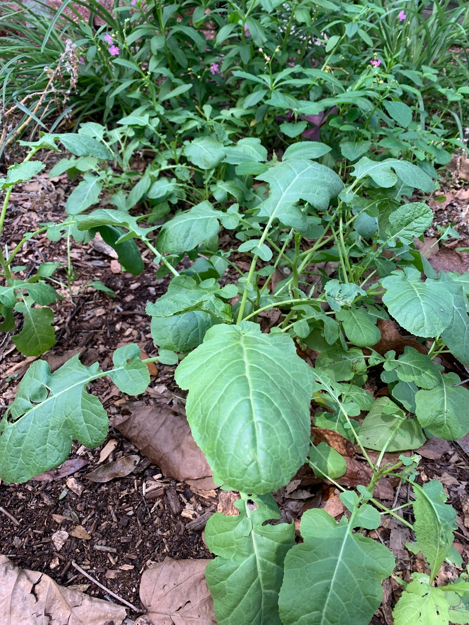 Ethiopian Kale – TheUrbanHarvest