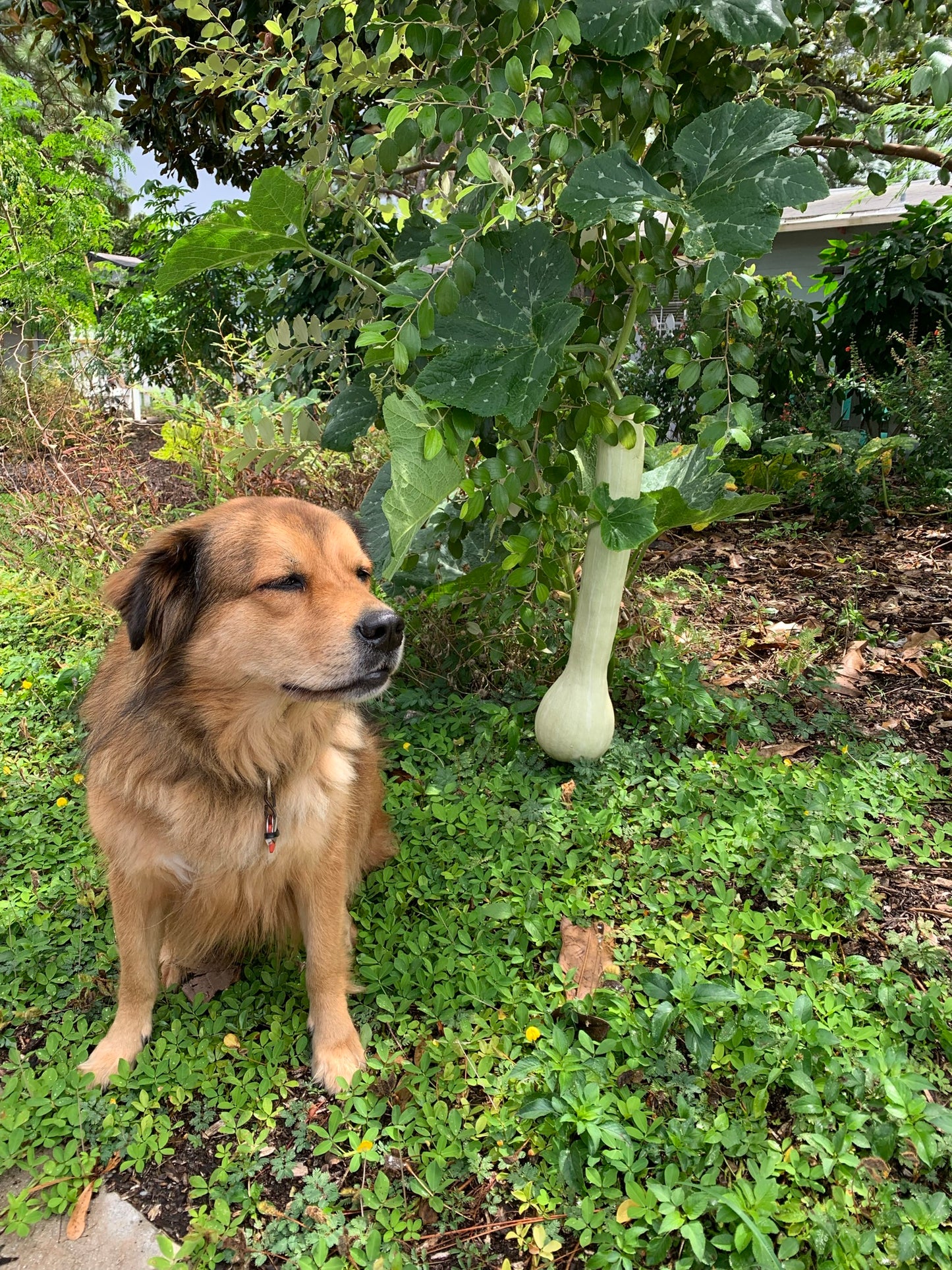 Tahitian Melon Squash