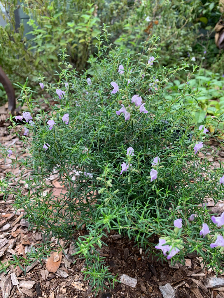 Rosemary Large Flowered - Live Plant