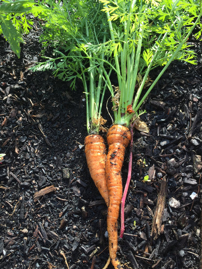 Danvers 126 Carrot
