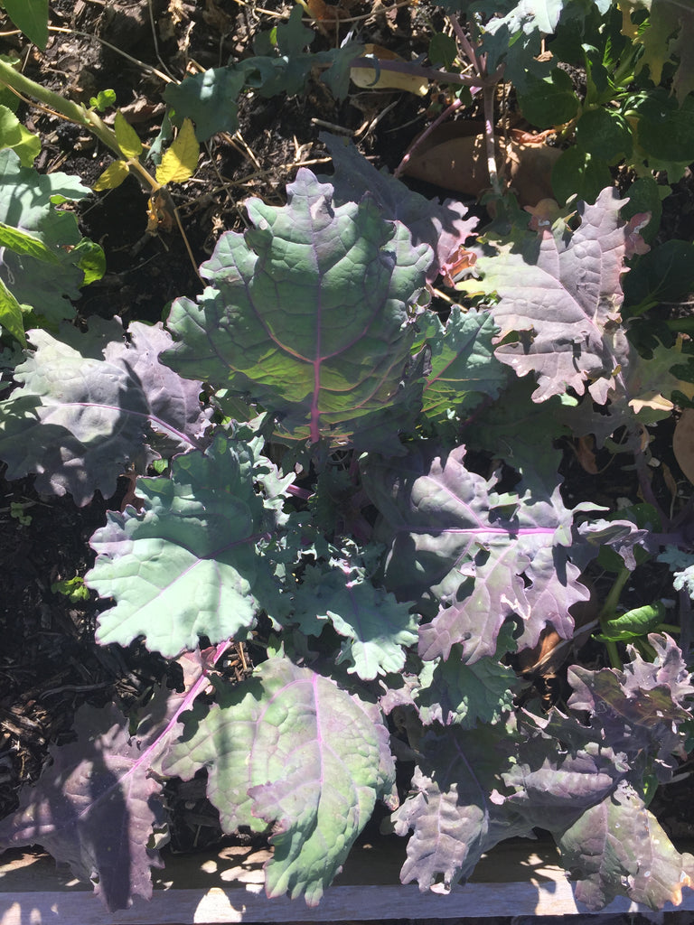 Red Russian Kale - Live Plant