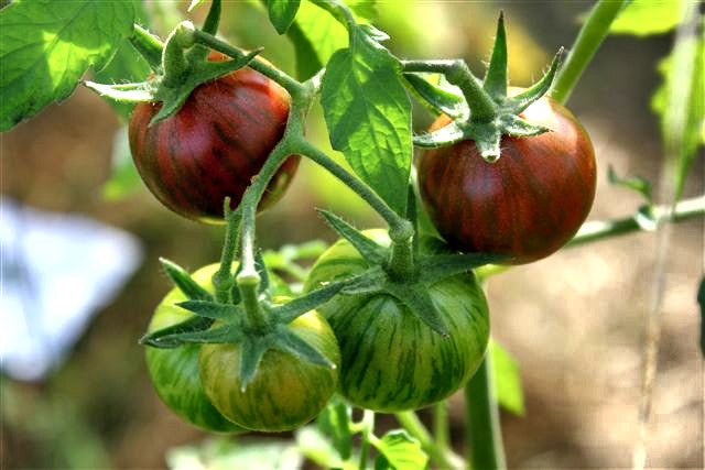 Purple Bumblebee Tomato Large - Live Plant