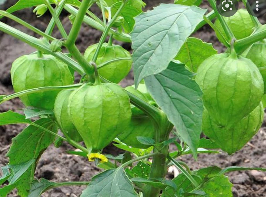 Tomatillo, Tomate Verde  - Live Plant