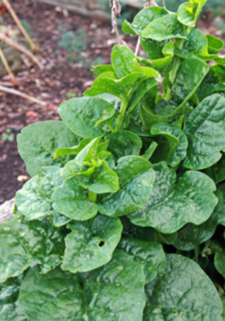 Malabar Spinach, Green - Live Plant