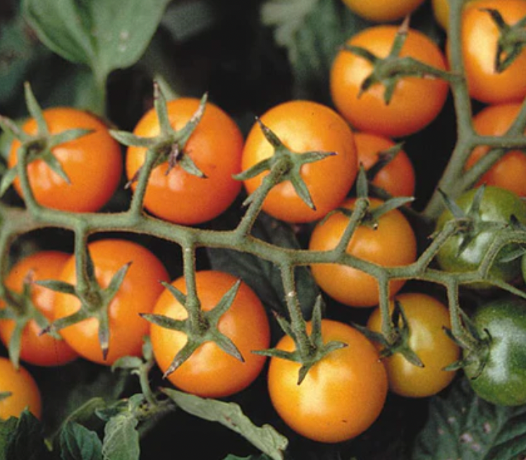 Sungold Tomato - Live Plant