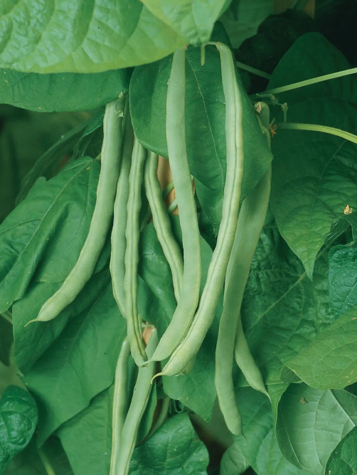 Kentucky Wonder Bean - Live Plant – TheUrbanHarvest