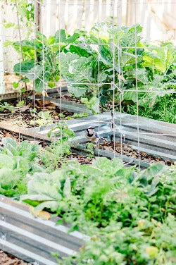 ONLINE ONDEMAND - Florida Food Garden Essentials: The Fundamentals