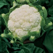 Amazing Cauliflower - Live Plant
