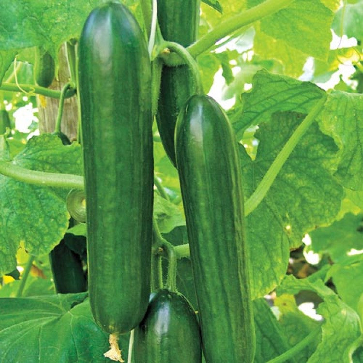 Beit Alpha Cucumber - Live Plant