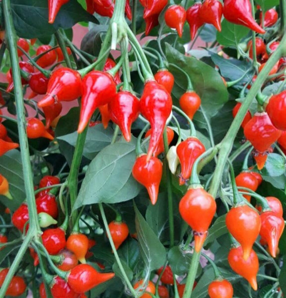Biquinho Pepper, Red - Live Plant