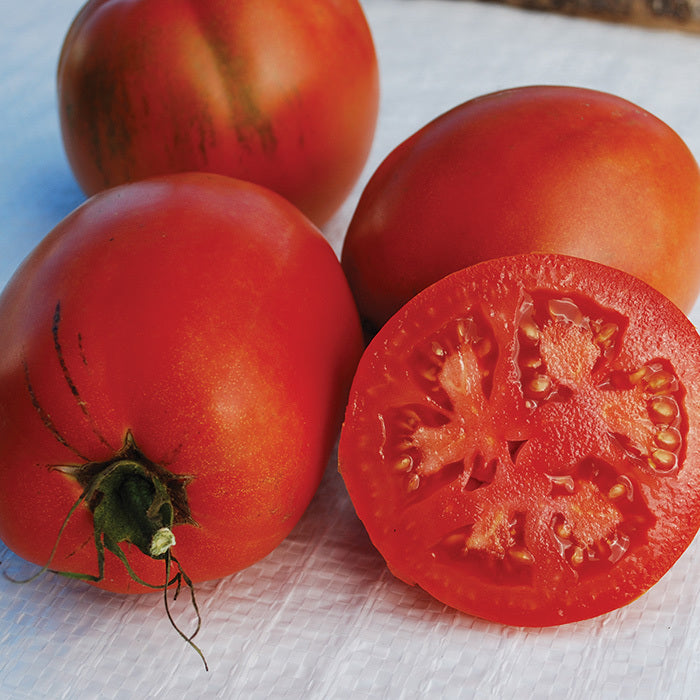 Comstock Tomato Large - Live Plant