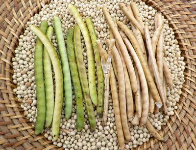 Conch Cowpea