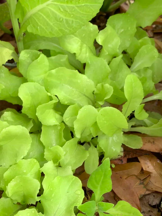Sierra Lettuce