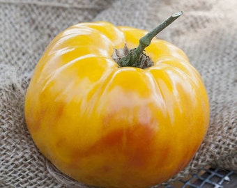 Giallo de Summer Tomato Large - Live Plant