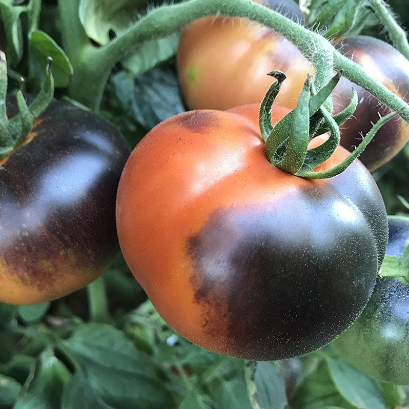Indigo Apple Tomato - Live Plant