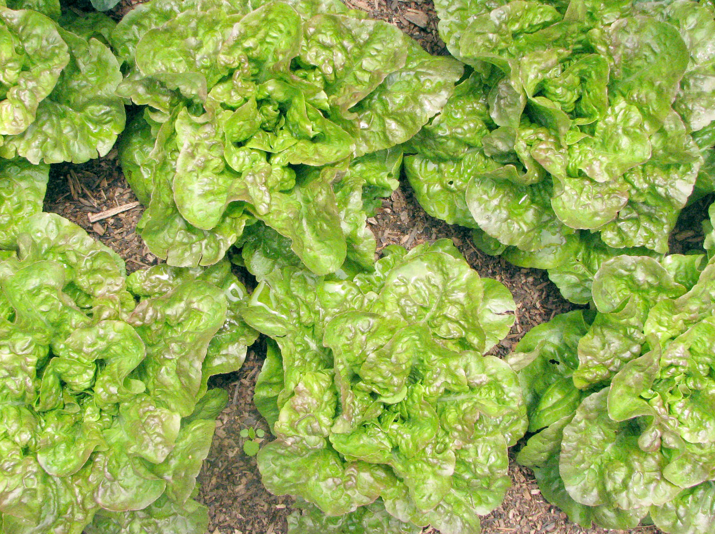 Crawford Lettuce