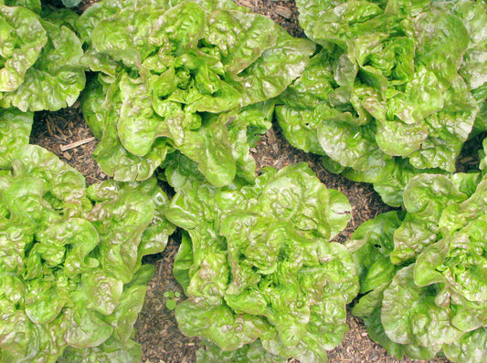 Crawford Lettuce