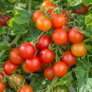 Lizzano Tomato Large - Live Plant