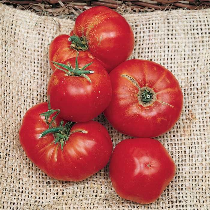 Omar's Lebanese Tomato Large - Live Plant