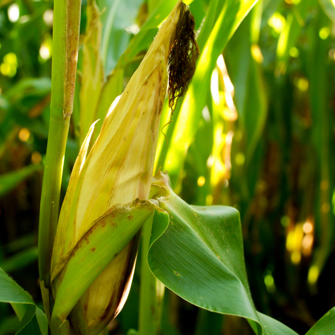 Ashworth Corn