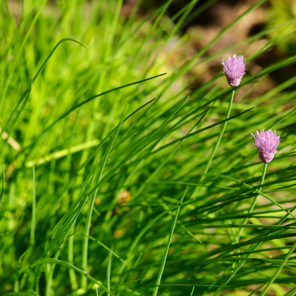 Chives - Live Plant