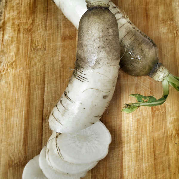 Daikon Radish – The Urban Harvest