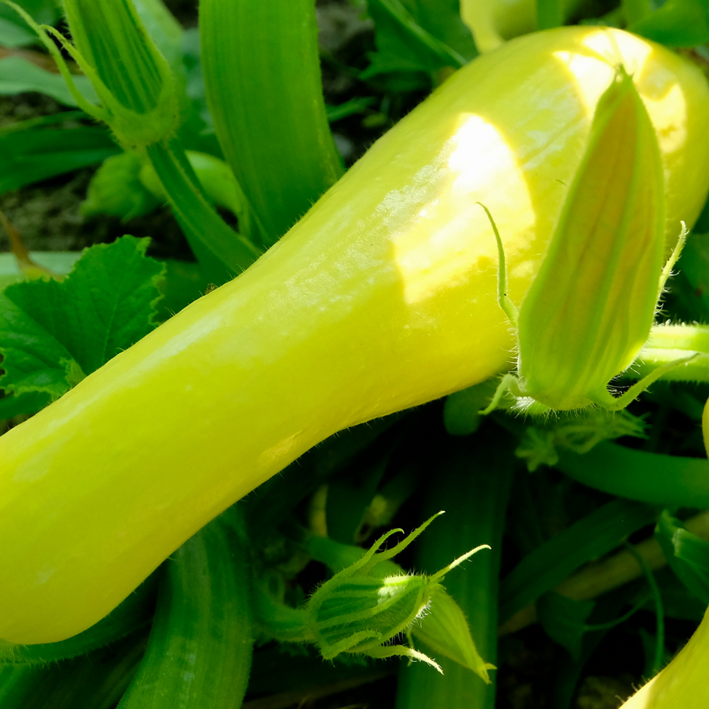 Early Prolific Yellow Squash - Live Plant