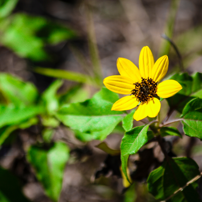 Beach/Dune Sunflower