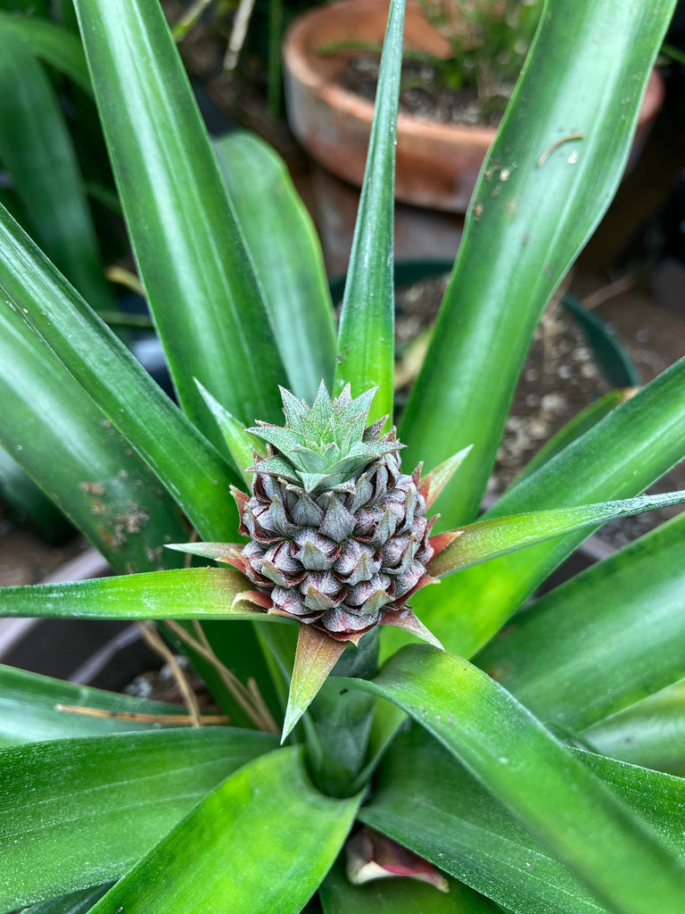 Pineapple - Live Plant