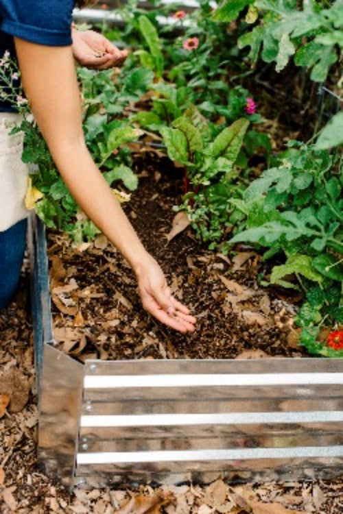 ONLINE ONDEMAND - Sowing Success: Mastering the Art of Growing Plants from Seeds