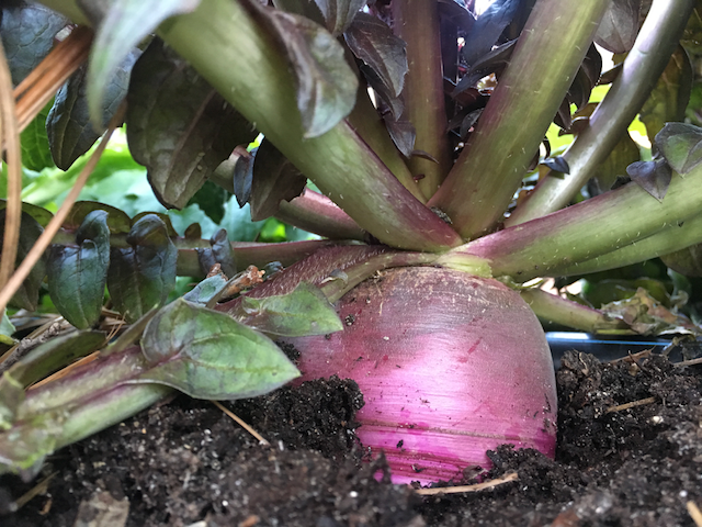 Farmer John's Daikon Radish