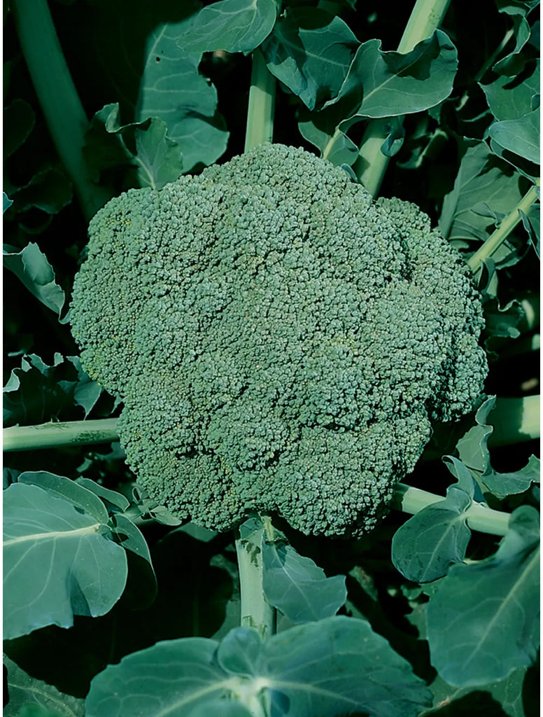Broccoli, Waltham - Live Plant