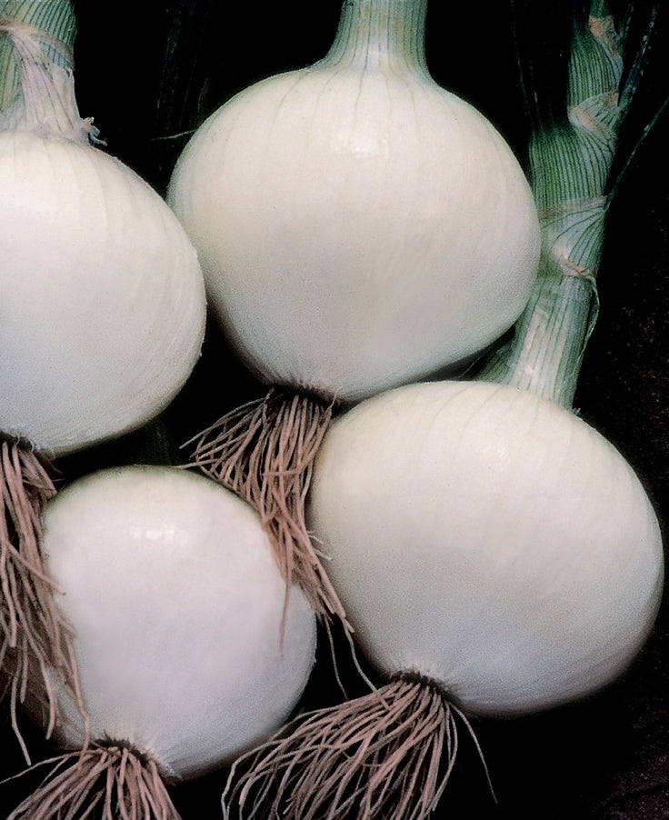 Texas Early White Onion - Live Plant
